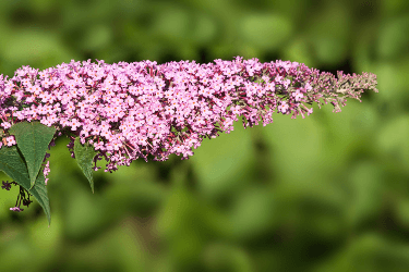 O-henry-The-romance-of-a-busy-broker-Flower